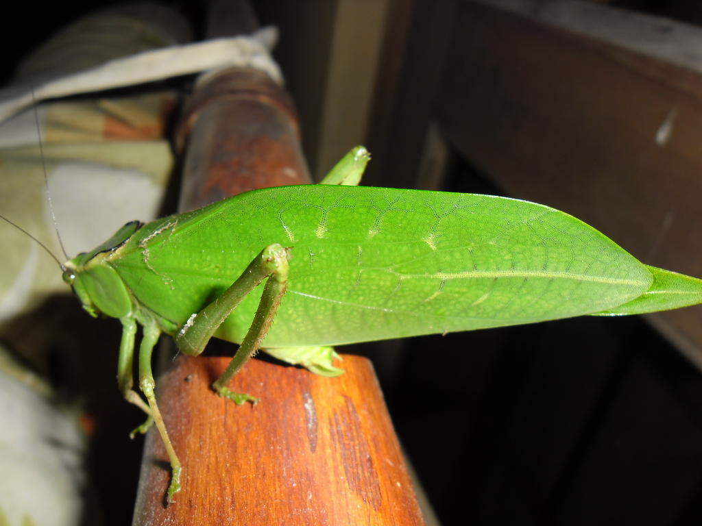 Rinconcito Verde Ujarrás Εξωτερικό φωτογραφία